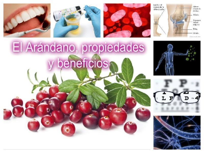 El Arándano, propiedades y beneficios